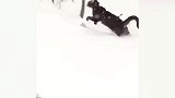 好活泼的猫咪啊，看这在雪地里还能跳跃起来，也真是萌呢！