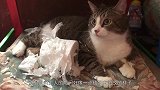 猫咪喜欢玩纸巾，于是主人买了一百卷纸巾给它玩，猫咪兴奋了