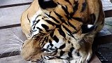 老虎气的变成折耳猫