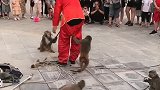猴子耍人了