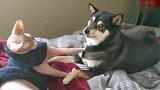柴犬给猫咪舔毛，猫咪却很嫌弃的走开了，狗：好尴尬呀！