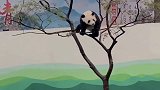 熊猫这么少是有一定自身原因的，看完这顿操作，我服了！