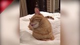猫咪快睡着了,看着这迷糊的样子,真的有点好笑啊!