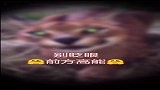 国外濒危野生动物狞猫，和国内二级保护动物猞猁很像哦，别搞错了