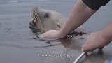 海龟行为异常，主动向人类求助，面对剧痛，它没有一点反抗
