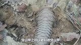 看穿山甲是如何带宝宝的，一辈子难见得一次，镜头记录全过程