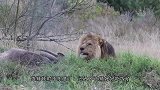 正在吃牛肉的雄狮被游客打扰，雄狮忍无可忍，最后直接冲向游客
