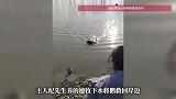 被捆脚的大鹅沉入池塘，主人随口一句“你下去救上来”，没想到狗狗真下水施救