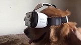 给金毛带上VR眼镜，不知道在看什么，表情太丰富！