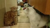 白猫：你说清楚，你隔壁那条猫咪是怎么回事？橘猫：...