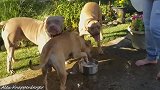 笨狗 连喝水都不会 跟人家比特犬好好学习下