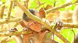 没有妈妈，小猴子开始流浪，真可怜