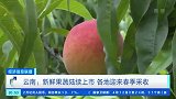 云南：新鲜果蔬陆续上市 各地迎来春季采收
