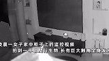 这是啥？女子家中监控凌晨拍到“不明生物”，全身发光还有2大触角