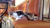搞笑萌宠大合集，趴在垫子上玩耍的猫咪，看上去好萌！