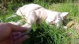 草丛里一只流浪猫在睡觉，路人摸几下都没醒，这猫干啥了困成这样
