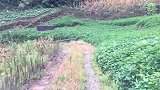 回村办事，看看这个山路开哭了多少女司机！