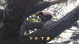 大熊猫在树上愣是不下来，女饲养员坏笑：小样，我就不信治不了你