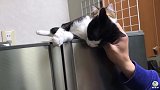 大热天猫咪守在冰箱上，还一个劲的撒娇，这是要干嘛呀？