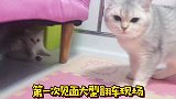 两只猫咪第一次见面，会擦出怎样的火花，看大猫如何教育小猫
