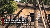 江苏动物园里“斑马”居然会掉色？原因令人苦笑不得