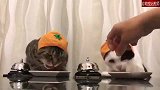 两只猫咪为了吃东西拼命按铃铛，最后怎么按到一块去了！