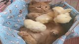 这是小鸡宝宝小时候，猫妹怕它们站不稳还扶着呢好有爱的一幕