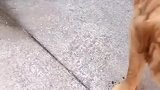 任何一条生命都是很珍贵的，希望大家不要随意抛弃宠物！！