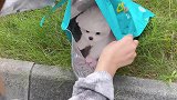 万万没想到，我也有捡到狗狗的一天