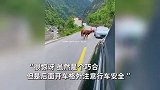 男子山路上遇牛下跪拦车，立马提高警惕开车，下秒与死神擦肩而过