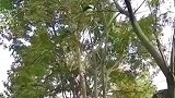 熊猫从树上掉落，把游客们吓了一跳