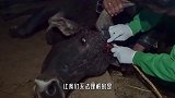 牛儿被绳子缠绕多年，头部早已血肉模糊，当帮它解开后，让人泪目