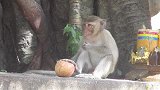 猴子吃了很多种东西，吃来吃去还是水果好！
