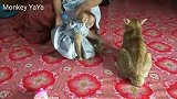 猴子丫丫强行把小奶猫抱在怀里，躺在一旁的猫妈妈一脸无奈