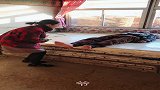 孙女本想恶整爷爷，结果却偷鸡不成蚀把米