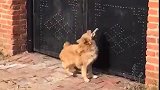 狗：兄弟开门呀，我买肉回来了！