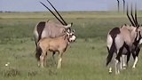 猎豹攻击黑斑羚的幼崽，没想到黑斑羚攻击力太强，猎豹服输了