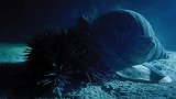 巨大的海螺竟然能吃掉棘冠海星