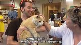 好心的书店老板收留了一只小橘猫，惊喜来了！网友：绝对招财猫