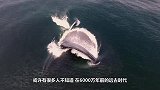 416头鲸鱼集体搁浅海岸，专家却称，这是返祖现象