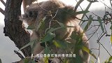 小考拉在路上睡着，被路人带回家，随后居然在别人家住下了