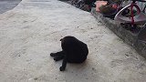 3岁宝宝喂中华田园犬吃鱼，结果中华田园犬的表现出乎意料