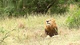 独眼雄狮的聪明之处：躲在水坑边，随时可以捕猎
