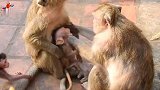 另一只猴子凑近，阿里宝贝很警惕，紧张的喊叫妈妈求帮助