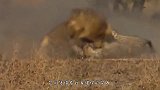 角马脑子“秀逗”了？看到狮子不溜之大吉，反而主动送死