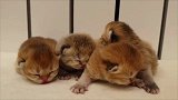 刚出生的小奶猫，眼睛还没睁开，声音倒很洪亮，萌化了！