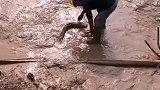 项目部抓了几条鱼，这鱼一定要放生