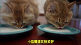 小乌龟 vs 小瓜。今天是最强吃货的对决 爱宠来狂欢 萌宠出道计划