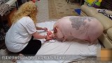女主人给猪做生日蛋糕 庆祝12岁生日 网友：还缺猪吗