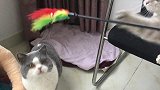 春节在家的最好方式就是养两只猫咪